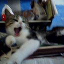 ���� �������, �����������, 61 ��� - ��������� 22 ������ 2010 � ������ �������