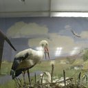 ���� ���, ��������, 30 ��� - ��������� 11 ���� 2013 � ������ ���� ����������