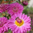 ���� ���������, ������, 105 ��� - ��������� 30 ������ 2012 � ������ ���� ����������