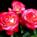 ���� ������, ������, 59 ��� - ��������� 30 ����� 2012 � ������ �����ۻ