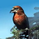 ���� ����, �����-���������, 25 ��� - ��������� 7 ������ 2012 � ������ �������