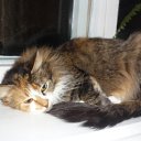 ���� ������, ���� - ��������� 3 �������� 2010 � ������ �������