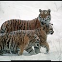 ���� ���, ������� - ��������� 7 ���� 2010 � ������ �������