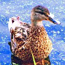 ����� ������ �� ������� ���� ����������