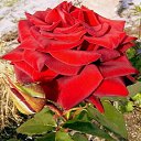 ���� ��������, ������ - ��������� 23 ������� 2010 � ������ �������