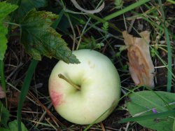 ���� �����, ����������, 76 ��� - ��������� 22 �������� 2011