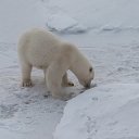 ���� ��������, ������ - ��������� 21 ����� 2012 � ������ �������� �����