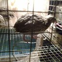 ���� -=)Sll@sh(=-, ������, 40 ��� - ��������� 9 ��� 2011 � ������ ������� � �����