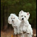 ���� �����, ������ - ��������� 17 ���� 2012 � ������ ���������� ������