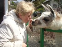 �����, �������, 62 ����