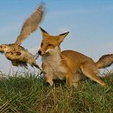 ���� Niko, �������, 69 ��� - ��������� 8 �������� 2012