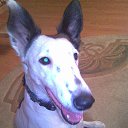 ���� �����, ������-���, 55 ��� - ��������� 10 ���� 2013