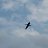 fly