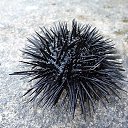 ���� ����, �������, 42 ���� - ��������� 19 ������� 2012 � ������ �������