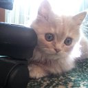 ���� ���� (����), �����������, 39 ��� - ��������� 17 ������� 2010 � ������ ������