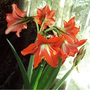  Lena, , 54  -  12  2010   