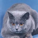  Olik, , 37  -  16  2010    