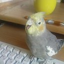 Фотография пользователя Любовь, Минск, 40 лет добавлена 24 июля 2009 в альбом «Мои попугаи» Фото Любовь, Минск, 40 лет - добавлено 24 июля 2009 в альбом «Мои попугаи»