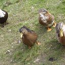 ���� �����, ������������ - ��������� 23 �������� 2012 � ������ ����������