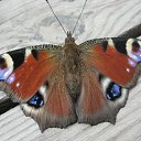 ���� Serg, ����, 59 ��� - ��������� 18 ����� 2012