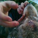 ���� ������, ����������, 50 ��� - ��������� 16 ���� 2011