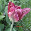 ���� Yiwangna***, ������ - ��������� 14 ��� 2013 � ������ ���������� ����� �������...�