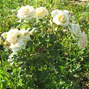 ���� ���������, ���������� - ��������� 5 ������� 2010 � ������ ���������� �����Ȼ