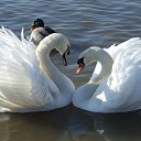 ���� ������, ��������, 63 ���� - ��������� 26 ������� 2011 � ������ ���� ����������