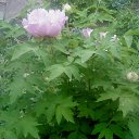 ���� �������, ������, 71 ��� - ��������� 16 �������� 2012