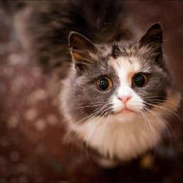 ���� Timur, �������, 35 ��� - ��������� 9 ������� 2012