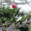 ���� ��������, ����-���������, 65 ��� - ��������� 8 ��� 2013