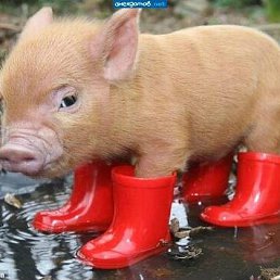 ���� Combat Hamster, ������, 34 ���� - ��������� 13 �������� 2011