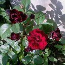 ���� �������, ������, 57 ��� - ��������� 14 ���� 2012 � ������ ���� ������