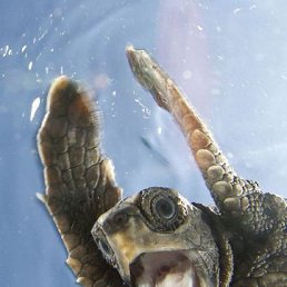 �����, ������, 86 ���