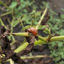 ���� �������, �������, 44 ���� - ��������� 6 ���� 2012 � ������ ��������� ����� ����.�