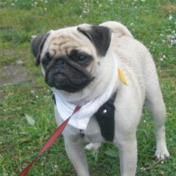 Svetlana Fomina, �����-���������, 62 ����