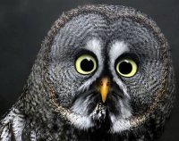 ���� �������, �����-���������, 50 ��� - ��������� 13 ��� 2012