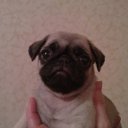 ���� �������, �����������-��-�����, 51 ��� - ��������� 6 ����� 2011 � ������ ������