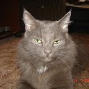 ��� �����