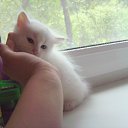 ���� ���������, ������������, 24 ���� - ��������� 17 ������� 2009 � ������ ���� ����������