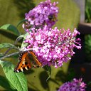 ���� �������-������ �����, ������, 52 ���� - ��������� 26 ������ 2010 � ������ ��������������߻