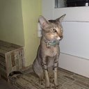 ���� Ns, ������-��-����, 49 ��� - ��������� 29 ����� 2011