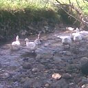 ���� Orxan, ����, 38 ��� - ��������� 23 ����� 2012 � ������ ���� ����������