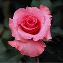 ���� ������, ���-����, 27 ��� - ��������� 17 ������� 2009 � ������ �����������