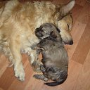  ( ), , 39  -  16  2013    