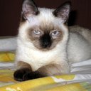 ��� ���� ���� �� ������� �������