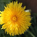 ���� �����, �����, 60 ��� - ��������� 21 ��� 2012 � ������ ������ �����