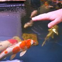 ���� �������, ������, 55 ��� - ��������� 5 ������� 2009 � ������ ����� (1-3 ��� 2009)�