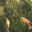 ���� ������, ���������, 66 ��� - ��������� 14 �������� 2010 � ������ ��� �������