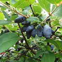 ���� Yiwangna***, ������ - ��������� 19 ���� 2013 � ������ ���������� ����� �������...�